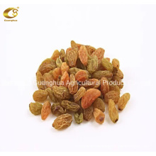 Healthy Hot Sale Chinese Dried Fruit Raisins